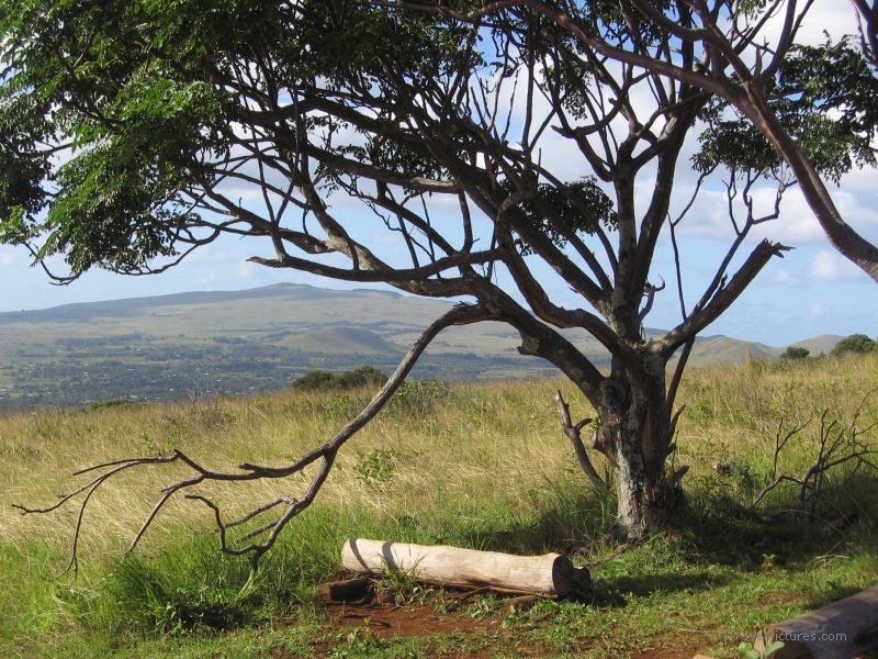  tree bench